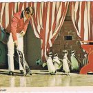 Florida Postcard Sea World Parade Of Pompous Penguins