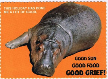 Comic Postcard Hippopotamus Good Sun Good Food Good Grief
