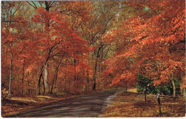 Ontario Postcard Lake Simcoe Autumn Leaaves