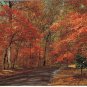 Ontario Postcard Lake Simcoe Autumn Leaaves