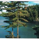 Ontario Postcard Lake With Trees