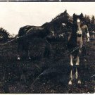 RPPC Postcard Man With Two Horses In Field