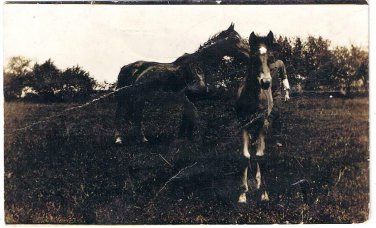 RPPC Postcard Man With Two Horses In Field