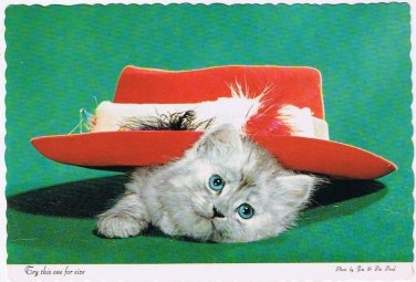 Comic Postcard Cute Kitten Under Hat Try This One On For Size