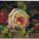 Flowers Postcard Red & White Roses