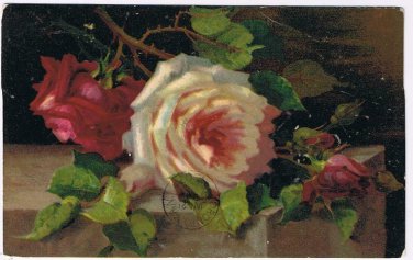 Flowers Postcard Red & White Roses