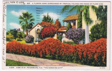 Florida Postcard St Petersburg Tropical Foliage Flame Vine Sunshine City