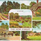 United Kingdom UK Postcard The New Forest Cottages Ponies