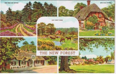 United Kingdom UK Postcard The New Forest Cottages Ponies