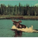 Ontario Postcard Sault Ste Marie Moose On A Lake