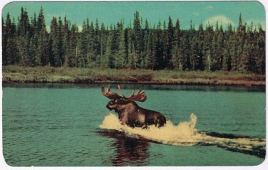 Ontario Postcard Sault Ste Marie Moose On A Lake