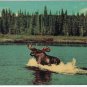 Ontario Postcard Sault Ste Marie Moose On A Lake