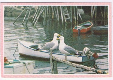 Nova Scotia Postcard Getting Together Seagulls Boats