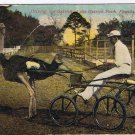 Florida Postcard Driving Ostrich At Ostrich Farm 1912