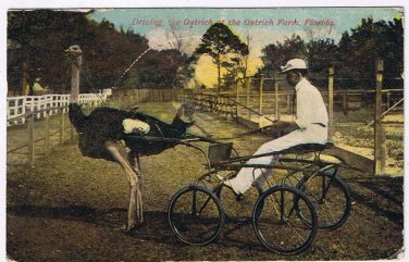 Florida Postcard Driving Ostrich At Ostrich Farm 1912
