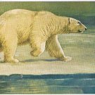Canada Postcard Polar Bear National Museum Of Canada