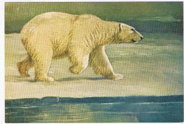 Canada Postcard Polar Bear National Museum Of Canada
