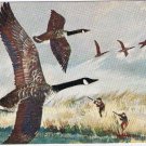 Canada Postcard Canada Goose National Museum Of Canada