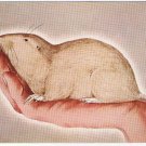 Canada Postcard Pocket Gopher National Museum Of Canada