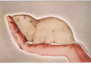 Canada Postcard Pocket Gopher National Museum Of Canada