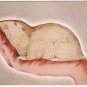 Canada Postcard Pocket Gopher National Museum Of Canada