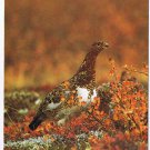 Animals Postcard Ptarmigan North American Wildlife