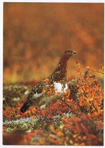 Animals Postcard Ptarmigan North American Wildlife