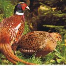 Animals Postcard Ring Necked Pheasant North American Wildlife