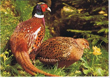 Animals Postcard Ring Necked Pheasant North American Wildlife