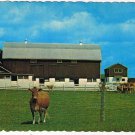 Ontario Postcard Stouffville Barn Cows