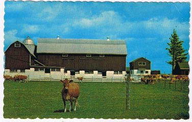 Ontario Postcard Stouffville Barn Cows