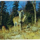 Quebec Postcard Val D'Or Deer Grazing