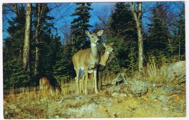 Quebec Postcard Val D'Or Deer Grazing