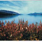 United Kingdom Scotland Postcard Foxgloves by Loch Ness