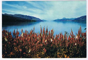 United Kingdom Scotland Postcard Foxgloves by Loch Ness