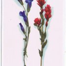 Wyoming Postcard Fringed Gentian Alpine Paint Brush Crandall Studios