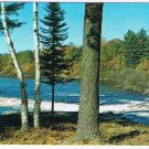 Ontario Postcard Birch Trees By Lake Whitewater