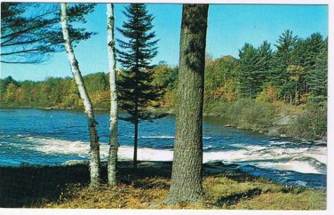 Ontario Postcard Birch Trees By Lake Whitewater