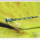 Nature Postcard Montreal Insectarium Bluet Blue Damselfly