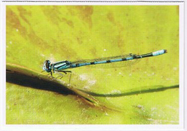 Nature Postcard Montreal Insectarium Bluet Blue Damselfly