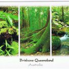 Australia Postcard Brisbane Queensland Rainforest