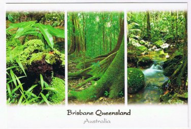Australia Postcard Brisbane Queensland Rainforest