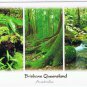 Australia Postcard Brisbane Queensland Rainforest
