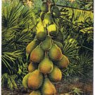 Florida Postcard Papaya Tree Tichnor