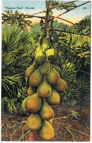 Florida Postcard Papaya Tree Tichnor