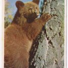 British Columbia BC Postcard Bear Cub