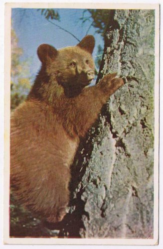 British Columbia BC Postcard Bear Cub