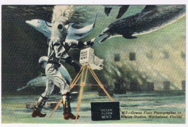 Postcard Ocean Floor Photographer Marine Studios Marineland Florida
