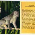 Comic Postcard Evolution From The Monkey's Viewpoint