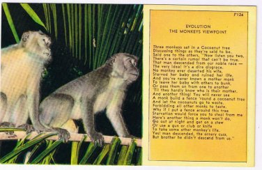 Comic Postcard Evolution From The Monkey's Viewpoint